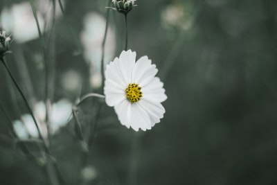 白雏菊选色照片